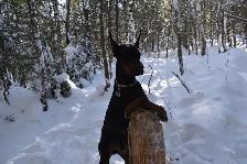 Élevage Doberman avec certification et certificat de race pure . - Photo 10