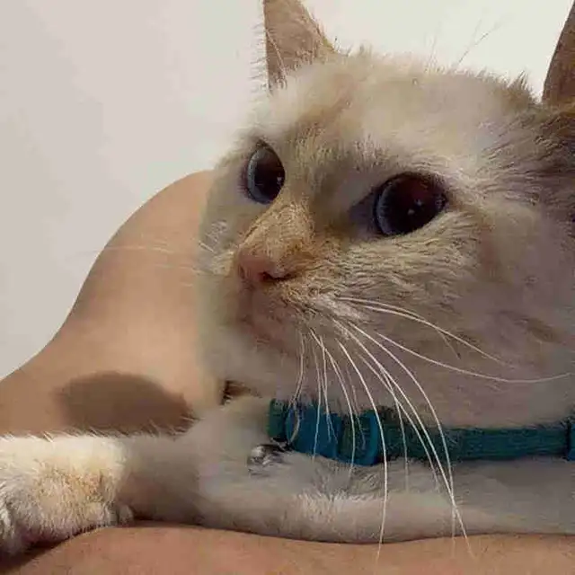 Siamese cat