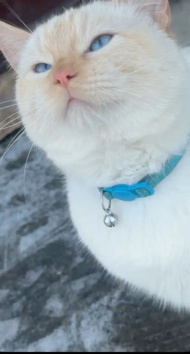Siamese cat - Photo 2