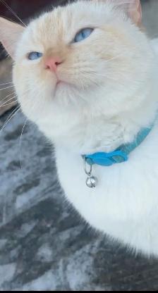 Siamese cat - Photo 2