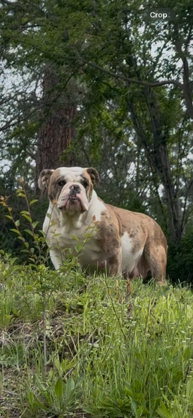 Upcoming English Bulldog Puppies