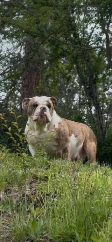 Upcoming English Bulldog Puppies