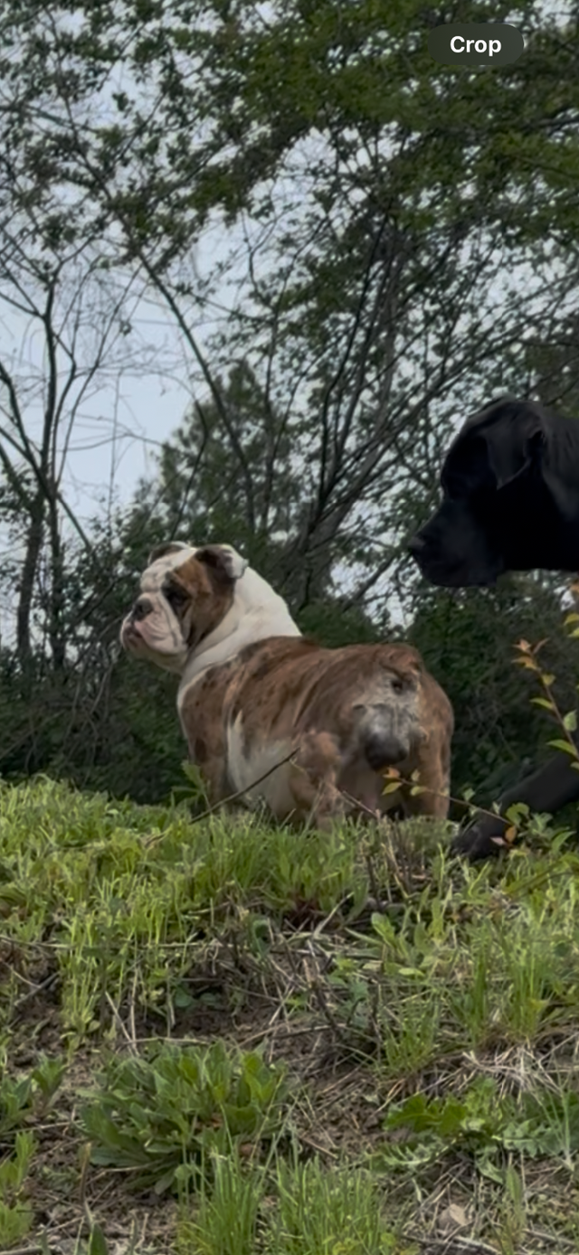 Upcoming English Bulldog Puppies - Photo 2