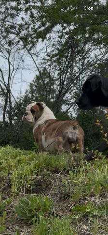 Upcoming English Bulldog Puppies - Photo 2