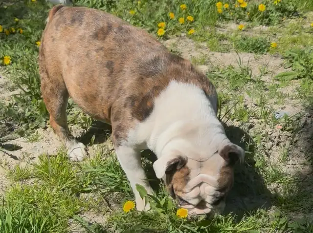 Upcoming English Bulldog Puppies - Photo 3