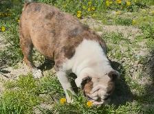 Upcoming English Bulldog Puppies - Photo 3