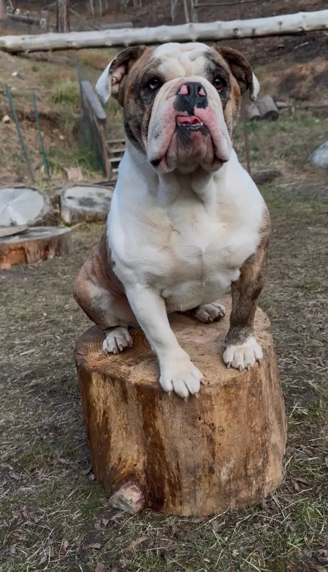 Upcoming English Bulldog Puppies - Photo 4