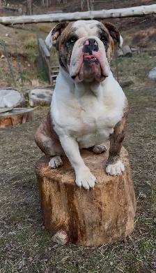 Upcoming English Bulldog Puppies - Photo 4