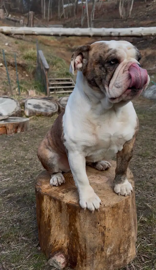 Upcoming English Bulldog Puppies - Photo 5