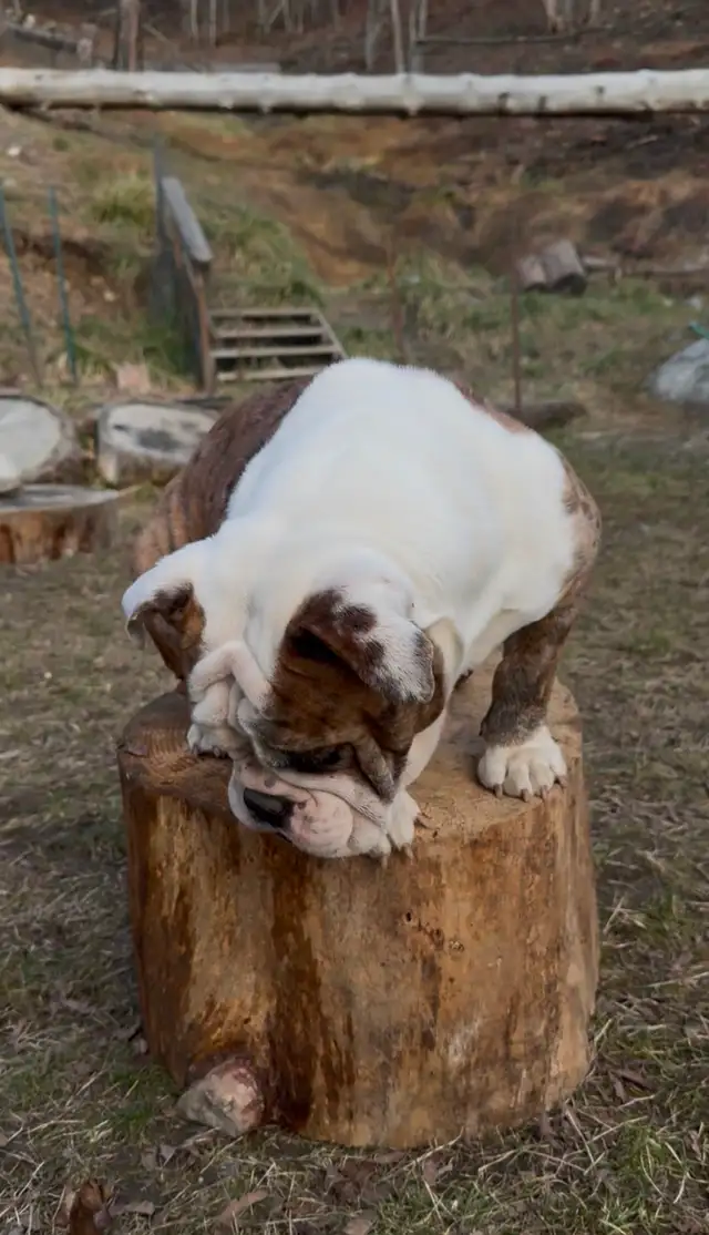 Upcoming English Bulldog Puppies - Photo 6