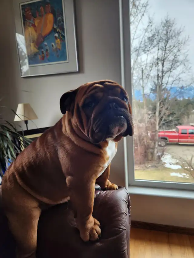 Upcoming English Bulldog Puppies - Photo 7