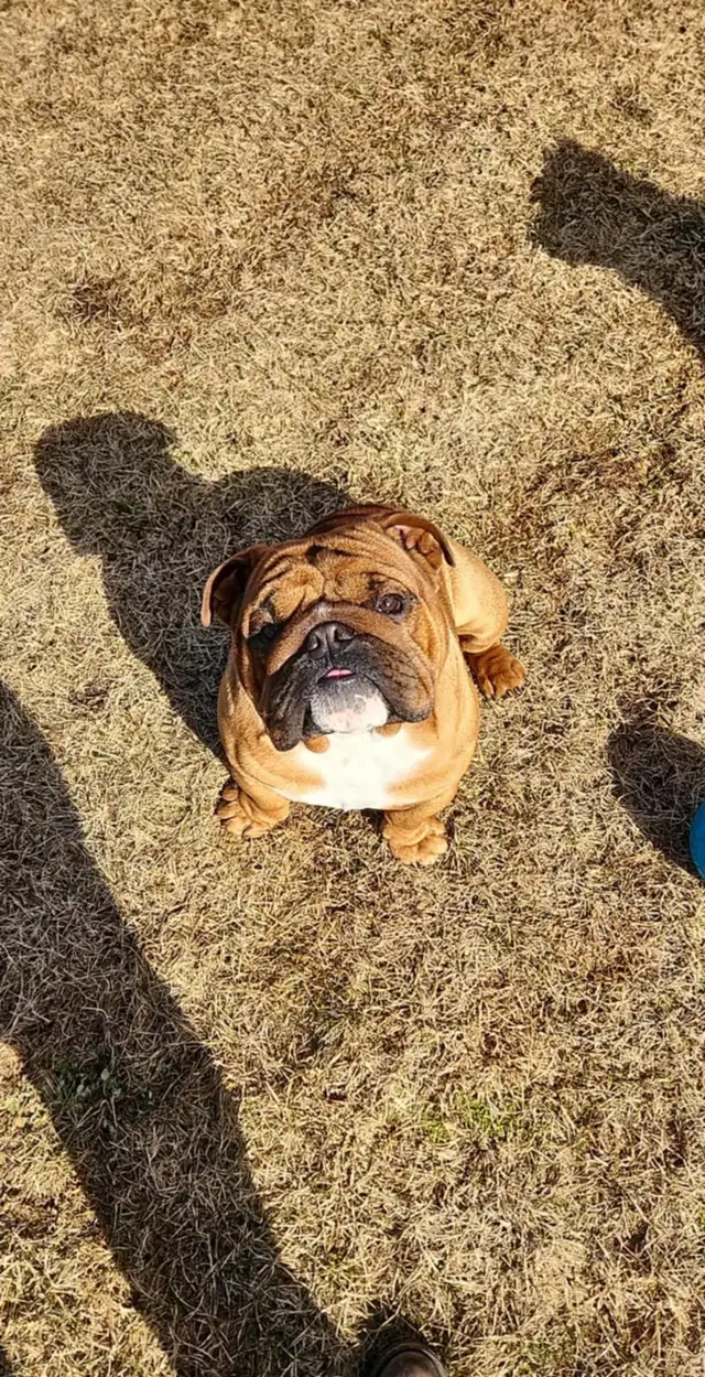 Upcoming English Bulldog Puppies - Photo 8
