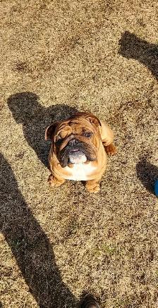 Upcoming English Bulldog Puppies - Photo 8
