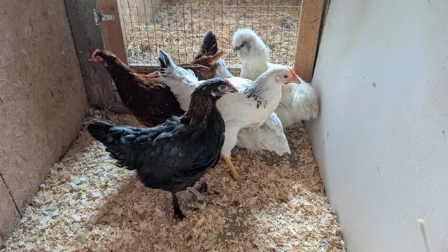 variety pack of hens