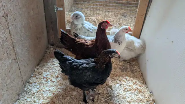 variety pack of hens - Photo 2