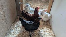 variety pack of hens - Photo 2