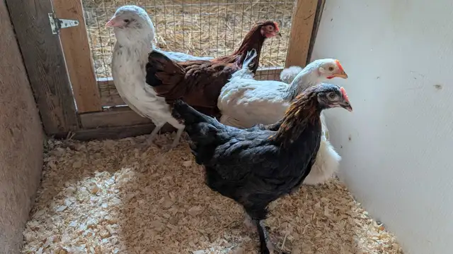 variety pack of hens - Photo 3