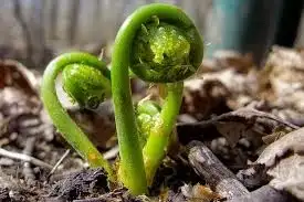 FIDDLEHEADS   Fresh Picked Daily