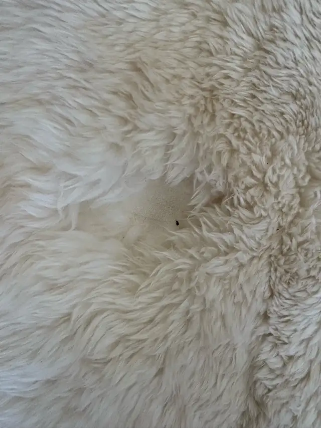 Sheep Skin Rug - Photo 2