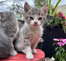 HALF PERSIAN KITTENS $260 - Pickering - Photo 4