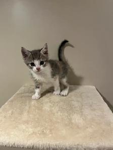 HALF PERSIAN KITTENS $260 - Pickering - Photo 6