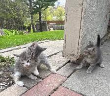 HALF PERSIAN KITTENS $260 - Pickering - Photo 9