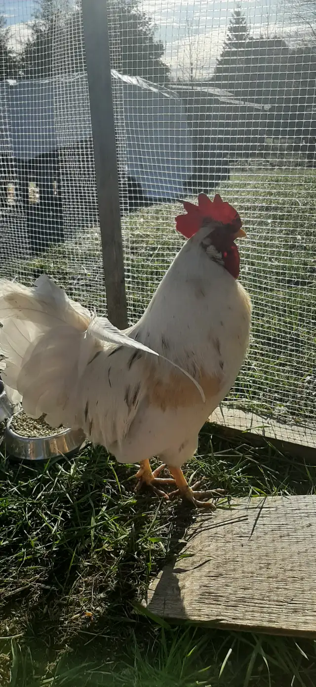 Free rooster