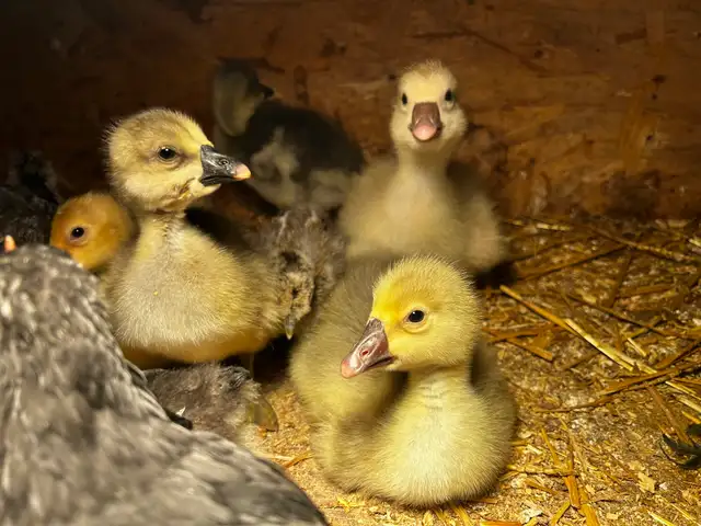 Baby goslings