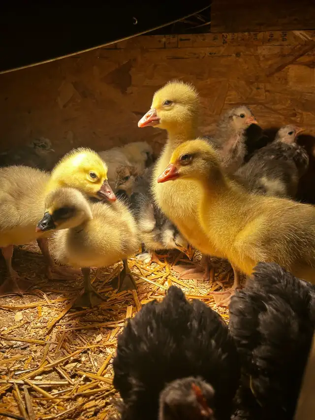 Baby goslings - Photo 2