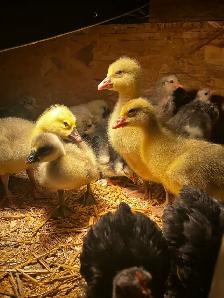 Baby goslings - Photo 2