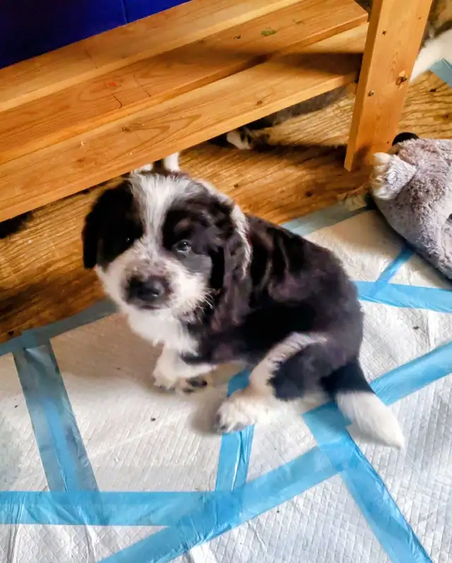 Mix Great Pyrenees and St Bernard puppies