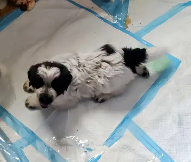 Mix Great Pyrenees and St Bernard puppies - Photo 2