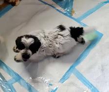 Mix Great Pyrenees and St Bernard puppies - Photo 2