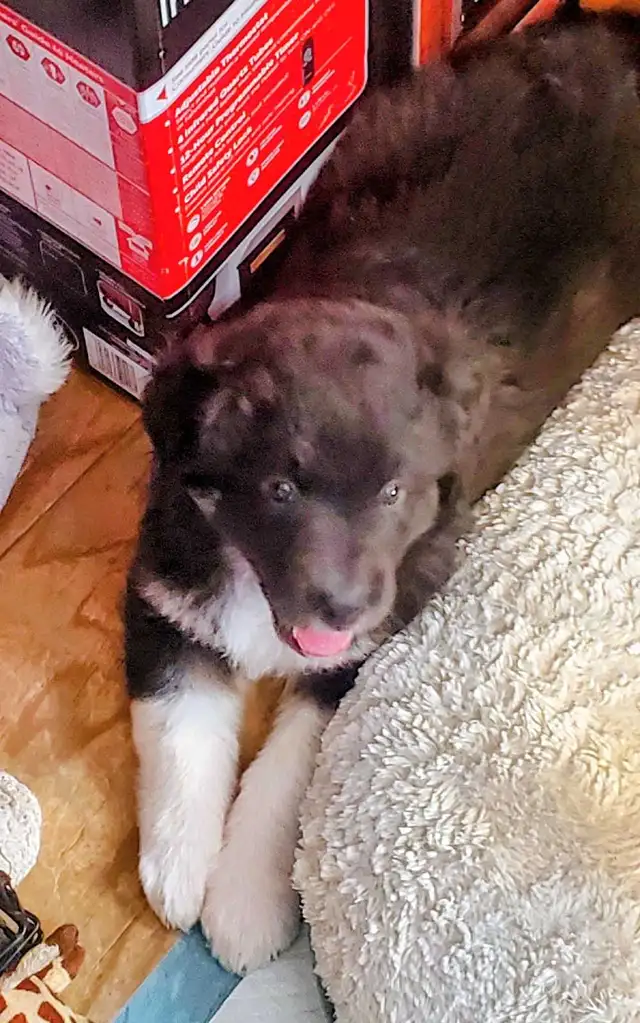 Mix Great Pyrenees and St Bernard puppies - Photo 3