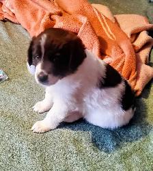 Mix Great Pyrenees and St Bernard puppies - Photo 4