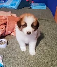 Mix Great Pyrenees and St Bernard puppies - Photo 5