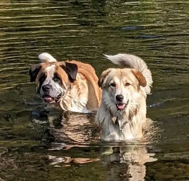 Mix Great Pyrenees and St Bernard puppies - Photo 6