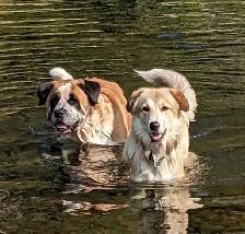 Mix Great Pyrenees and St Bernard puppies - Photo 6