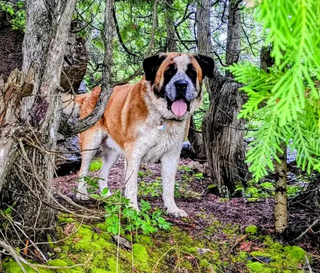 Mix Great Pyrenees and St Bernard puppies - Photo 7