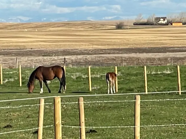 Red roan, quarter horse, and colt. Must go together!!