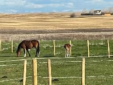 Red roan, quarter horse, and colt. Must go together!!
