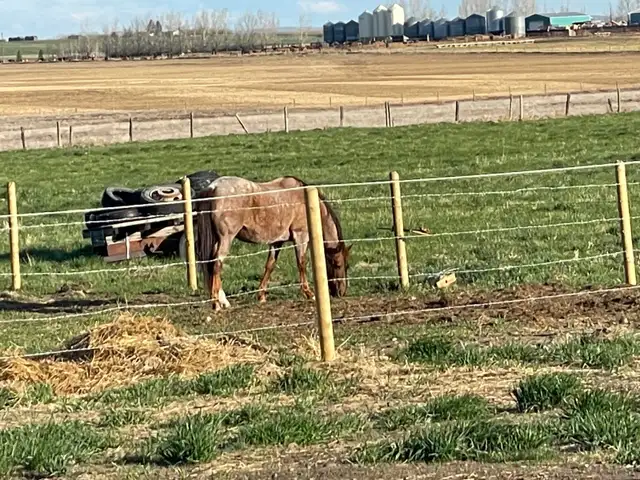 Red roan, quarter horse, and colt. Must go together!! - Photo 2