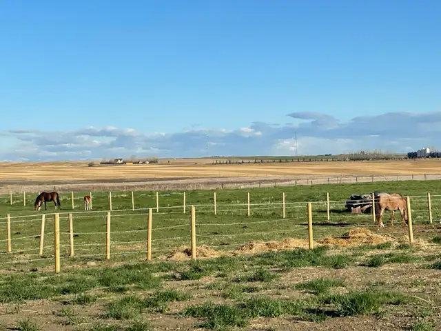 Red roan, quarter horse, and colt. Must go together!! - Photo 3