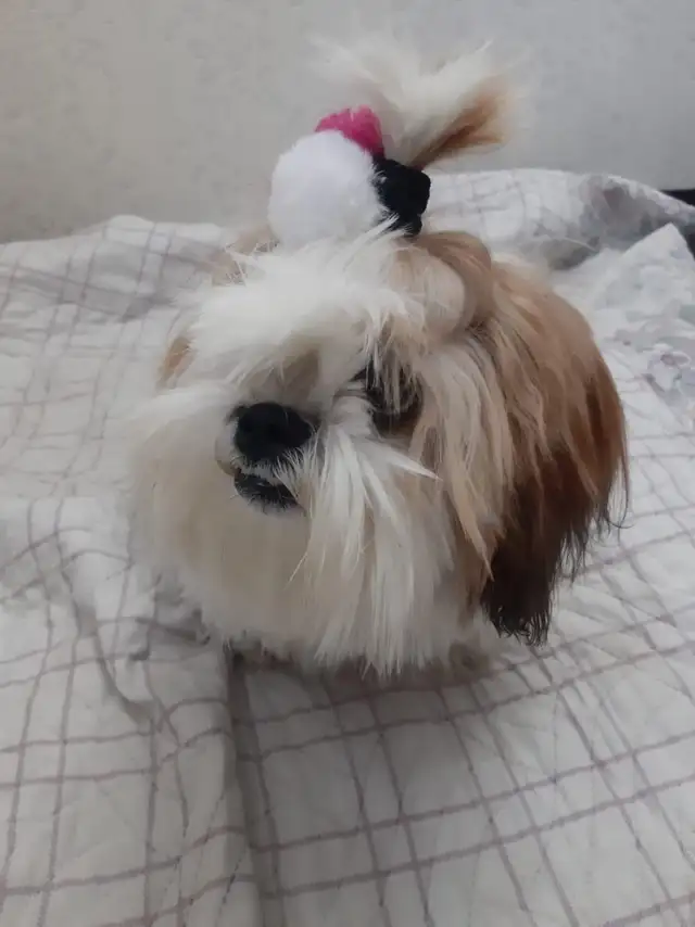 dog walker and pet sitter in downtown Montreal