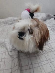 dog walker and pet sitter in downtown Montreal