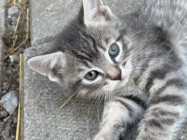 SWEET KITTENS FOR SALE $260 - Pickering