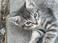 SWEET KITTENS FOR SALE $260 - Pickering