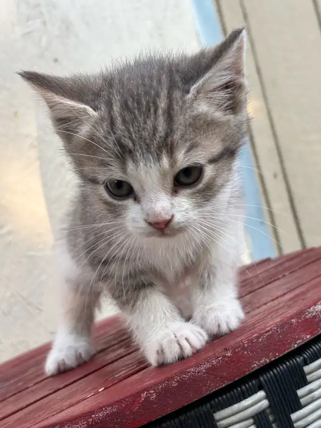 SWEET KITTENS FOR SALE $260 - Pickering - Photo 2