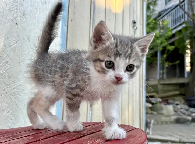 SWEET KITTENS FOR SALE $260 - Pickering - Photo 3