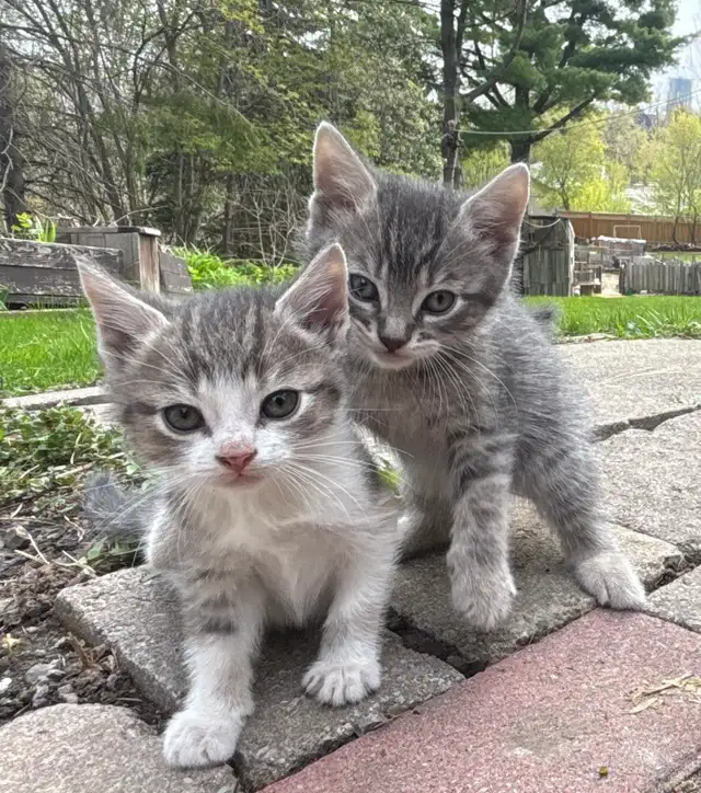 SWEET KITTENS FOR SALE $260 - Pickering - Photo 8